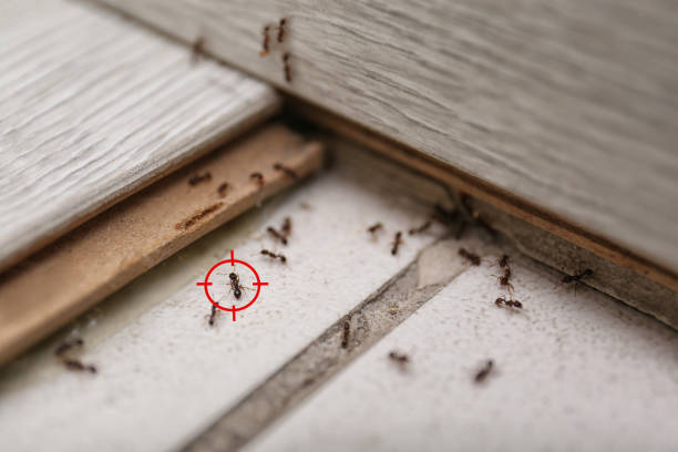 Best Spider Control Near Me  in Otterbe, IN