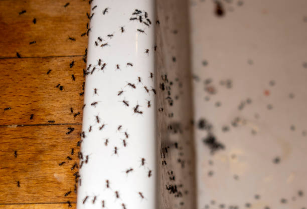 Best Exterminator Services  in Otterbe, IN